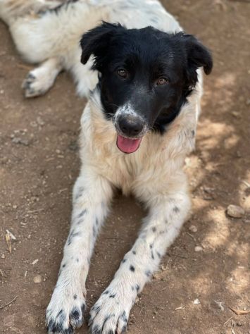 Mimì cucciola - Foto 4