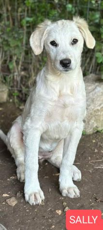 Cucciole in adozione - Foto 7