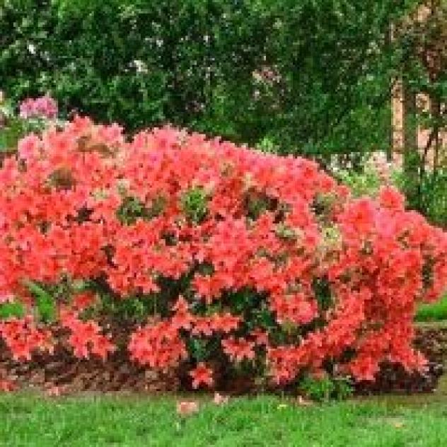 Al Giardino Bed And Breakfast - Foto 3