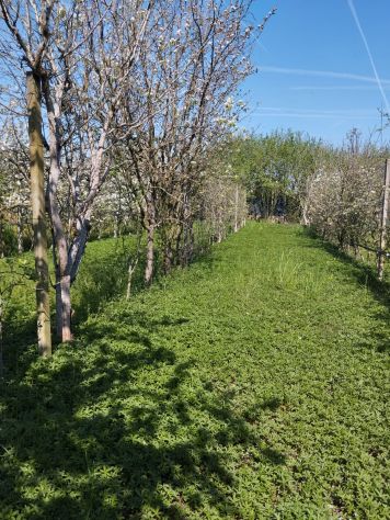 CONCESSIONE GRATUITA di terreno agricolo - Foto 4