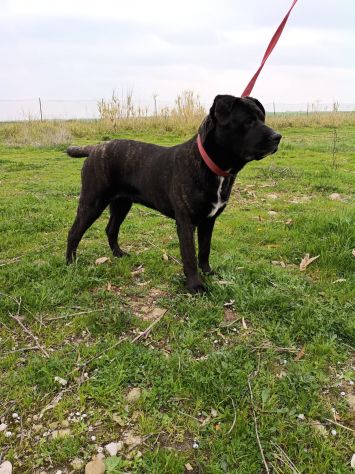 GENNY E GENNARINO, 9 MESI CERCANO URGENTE UNA CASA! - Foto 5