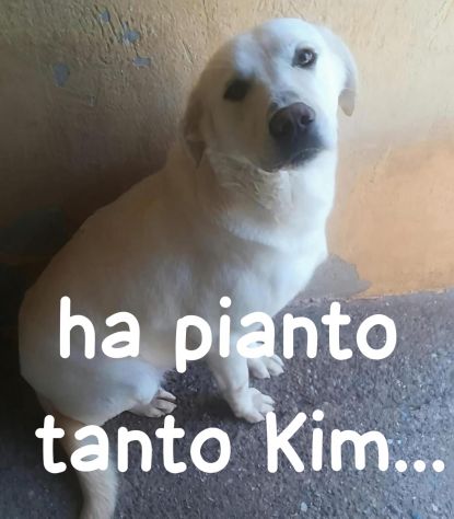 KIM SIMIL LABRADOR 2 ANNI - Foto 3