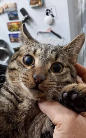 TIGRO, dolce gattino in adozione! - Foto 4