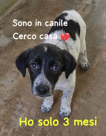 PONGO 3 MESI