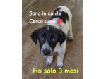 PONGO 3 MESI