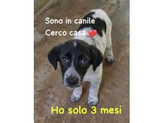 PONGO 3 MESI