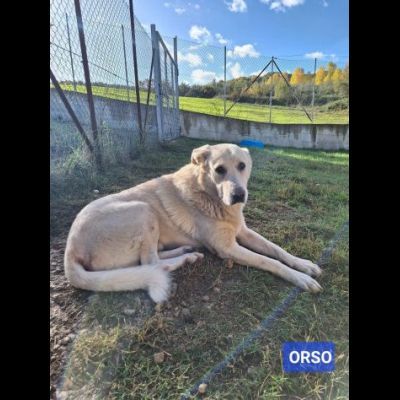 UNA FAMIGLIA DI CUORI BIANCHI DA SALVARE, CANE IN ADOZIONE - Foto 9
