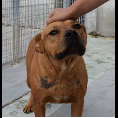 RED CERCA SALVEZZA CANE IN ADOZIONE