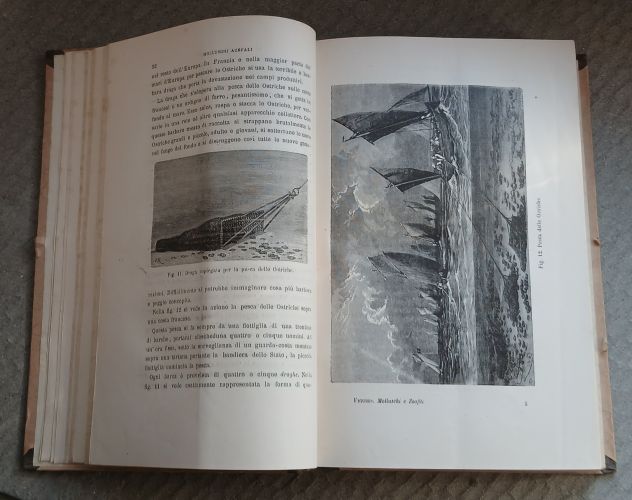 Molluschi e Zoofiti" di Luigi Figuier, Ed. F.lli Treves 1882. - Foto 7