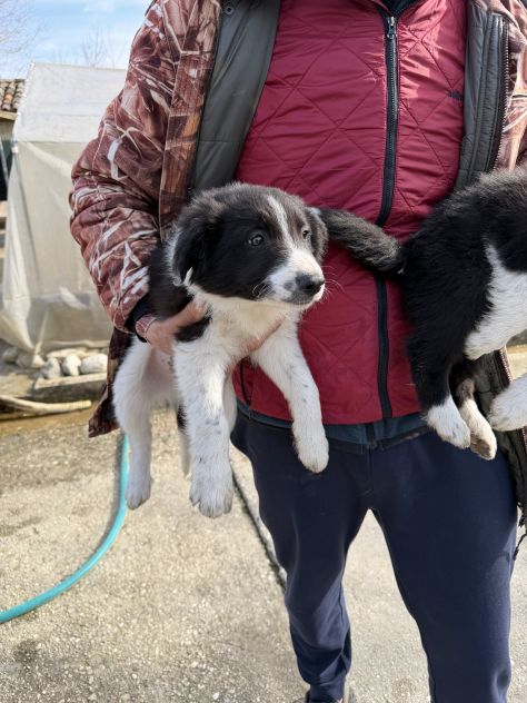 Cuccioli di Border Collie - Foto 4