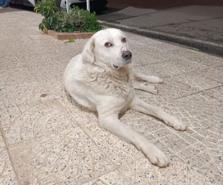 Maremmano anzianetto NN LO VOGLIONO+IN STRADA! CALABRIA