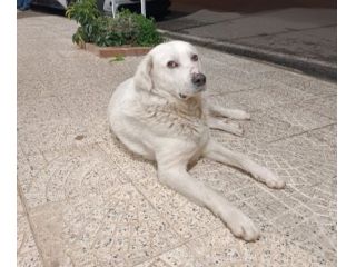 Maremmano anzianetto NN LO VOGLIONO+IN STRADA! CALABRIA