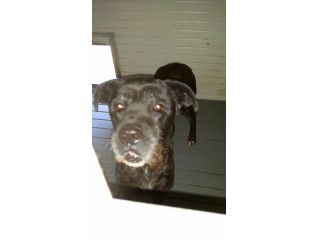 MARGOT, cane corso senior
