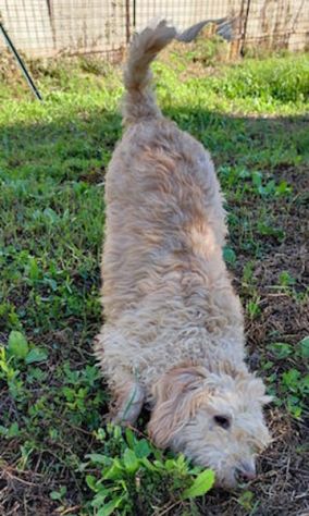 Trullo lagotto - Foto 3