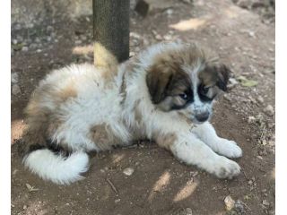 Marcolino cucciolo