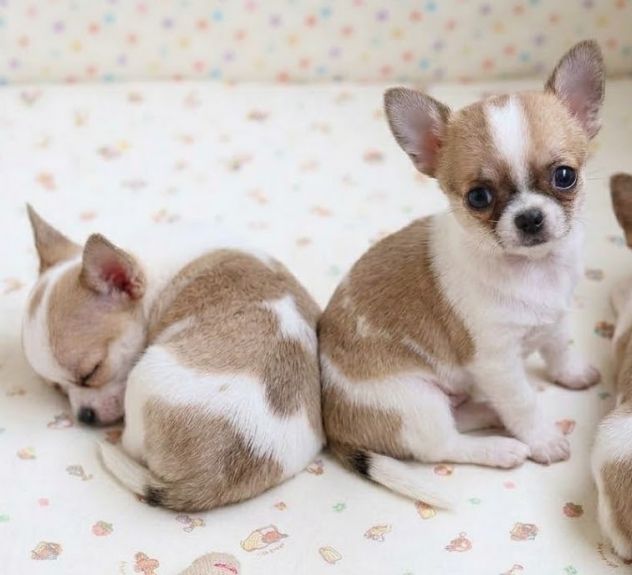 CHIHUAHUA TOY CUCCIOLI DISPONIBILI pag. rate da 12 mesi - Foto 2