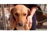 LUMACHINA, dolcissima cagnolina desiderosa d'amore