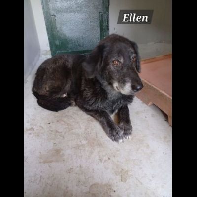 ALICE ed ELLEN DALLA STRADA ALLE SBARRE, CAGNOLINE IN ADOZIONE - Foto 4