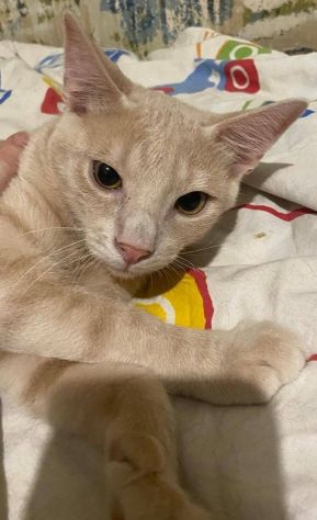 Cremino gattino