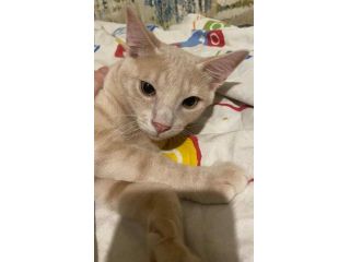 Cremino gattino