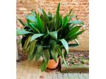 Aspidistra pianta verde giardino, alloggio