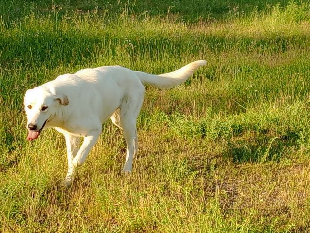 EDO, DOLCE CUCCIOLONE - Foto 7