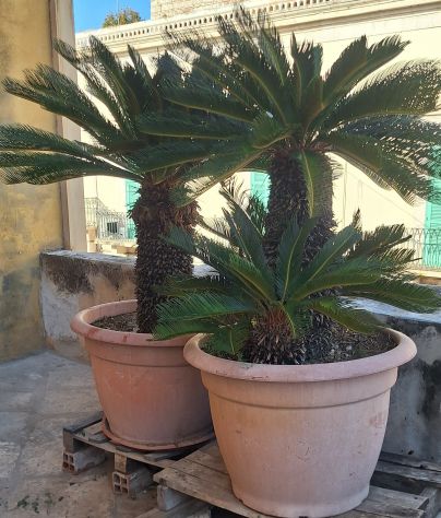 Cycas affare - Foto 4