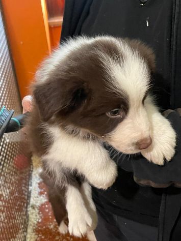 Vendesi Border collie di alta genealogia - Foto 6