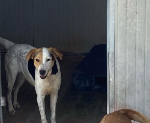 SNOOPY CAGNOLINO IN ADOZIONE - Foto 5