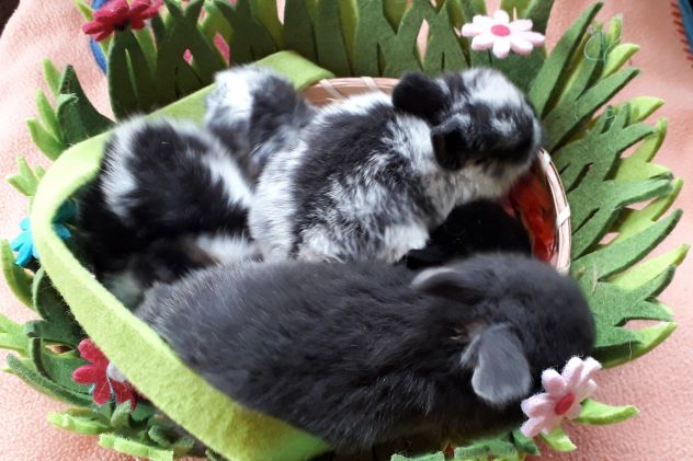 Coniglietti  nani  taglia  piccola - Foto 3