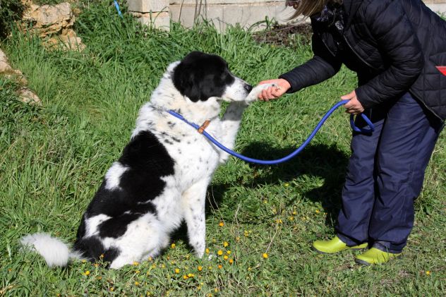 Ho solo 7 anni, mi condannate a marcire in un canile perchè non sono cucciolo! - Foto 3
