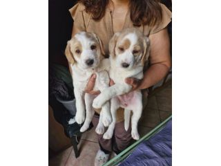 Artù e Daisy cuccioli