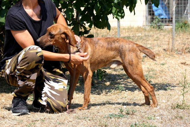 Giordan 2 anni, segugio taglia contenuta in attesa di una famiglia. - Foto 2
