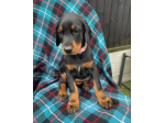 Cuccioli di Dobermann Stupendi