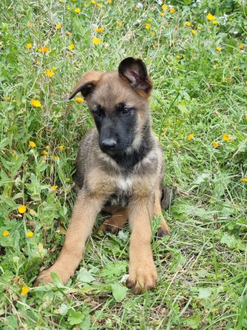 Cuccioli Allevamento Pastore Belga Malinois Potenza Matera Melfi Metaponto - Foto 4
