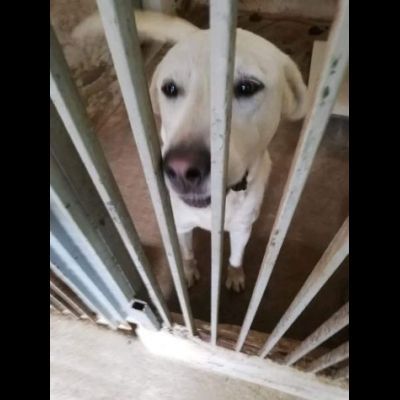 HOTSPOT GIOIOSO AFFETTUOSO SOCIEVOLE, CAGNOLINO IN ADOZIONE - Foto 2