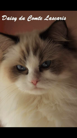 Gatte razza Ragdoll in Rehoming - Foto 4