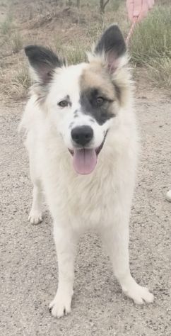 ROCCO un dolcissimo cagnolino in adozione cerca la sua famiglia per sempre - Foto 2