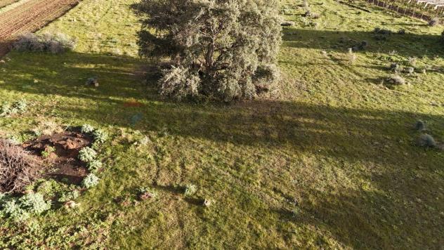 Terreno in vendita a Caltagirone - Foto 3