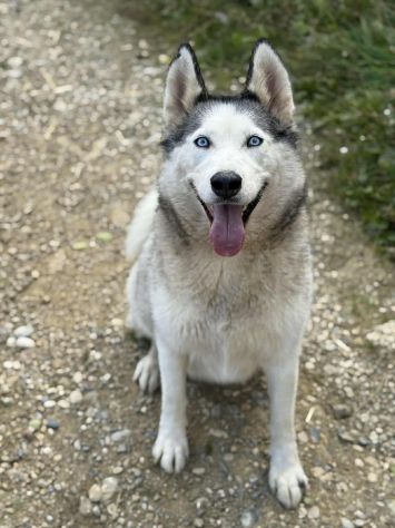 CINDY, splendida HUSKY cerca famiglia! - Foto 2
