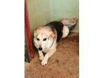 LADY SIMIL PASTORE TEDESCO 10 ANNI