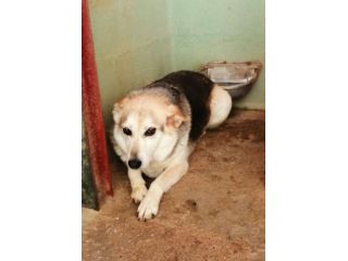 LADY SIMIL PASTORE TEDESCO 10 ANNI