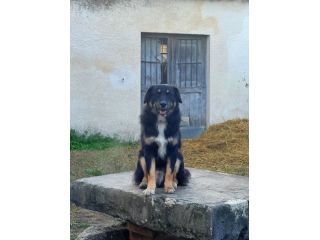 Nico cucciolo