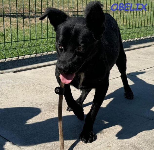OBELIX 3anni cagnolino affettuoso ed allegro!tg piccola - Foto 4
