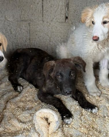 TIGROTTO ADORABILE CUCCIOLO IN ADOZIONE - Foto 5