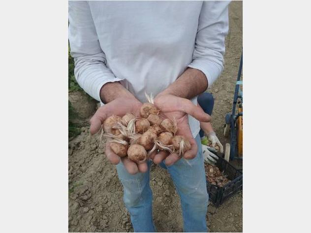BULBI DI ZAFFERANO DA REDDITO - Foto 4