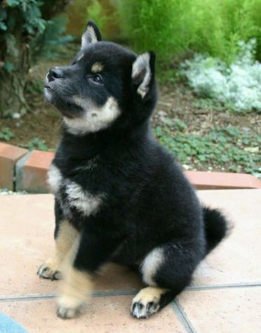 Cuccioli Shiba Inu meravigliosi - Foto 2