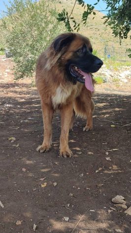 Gibbo simil Leonberger - Foto 2