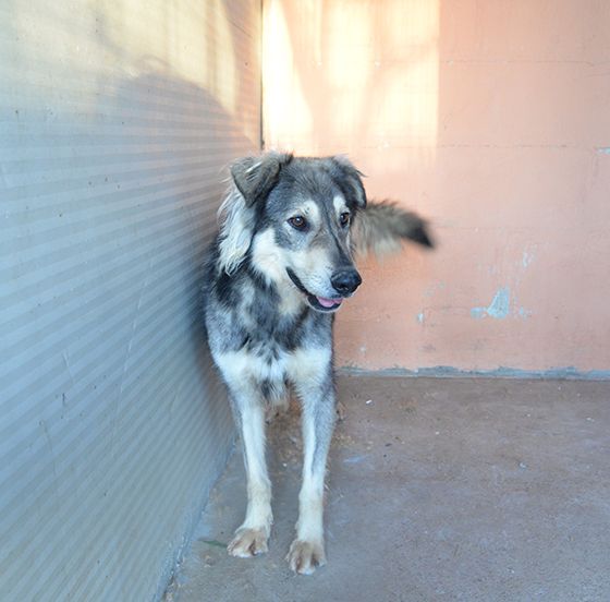 Seth bellissimo cucciolone in canile. In adozione - Foto 2