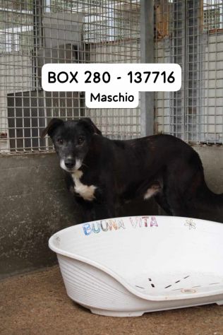 DIEGO 13 ANNI 15 KG IN CANILE DA 10 ANNI - Foto 2